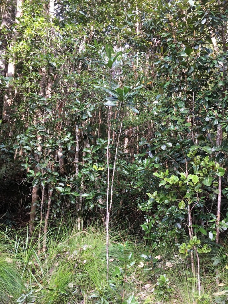 Atractocarpus ngoyensis photo 5