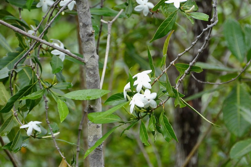 Atractocarpus ngoyensis photo 6