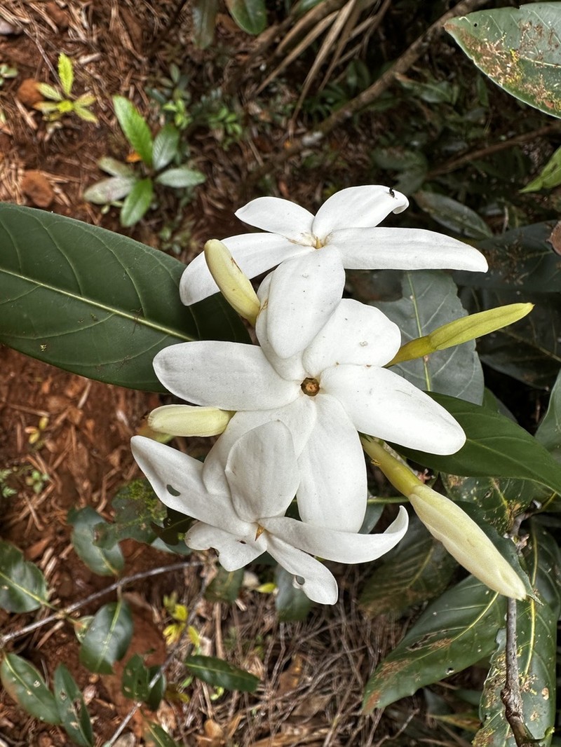 Atractocarpus ngoyensis photo 7