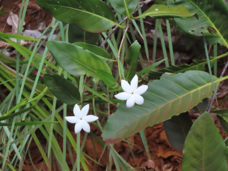 Atractocarpus ngoyensis photo 8