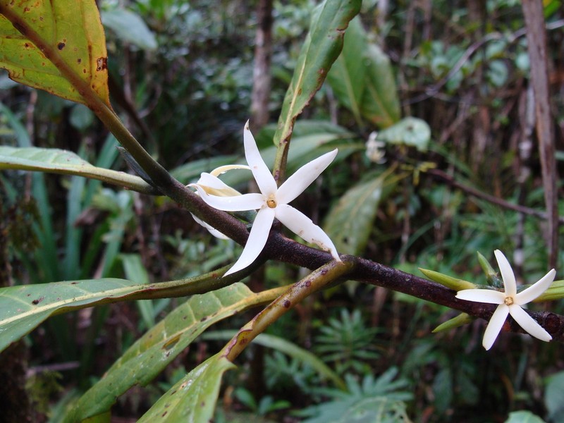 Atractocarpus nigricans