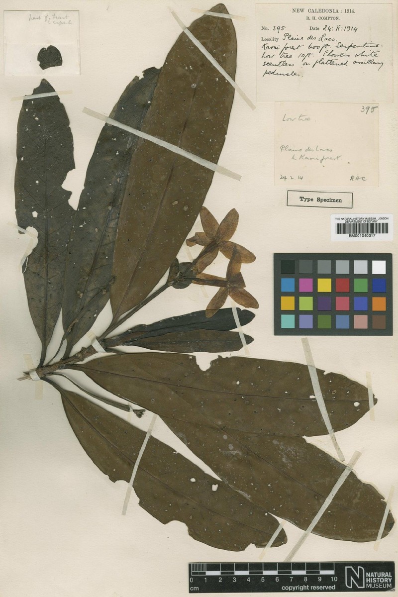 Atractocarpus oblongus