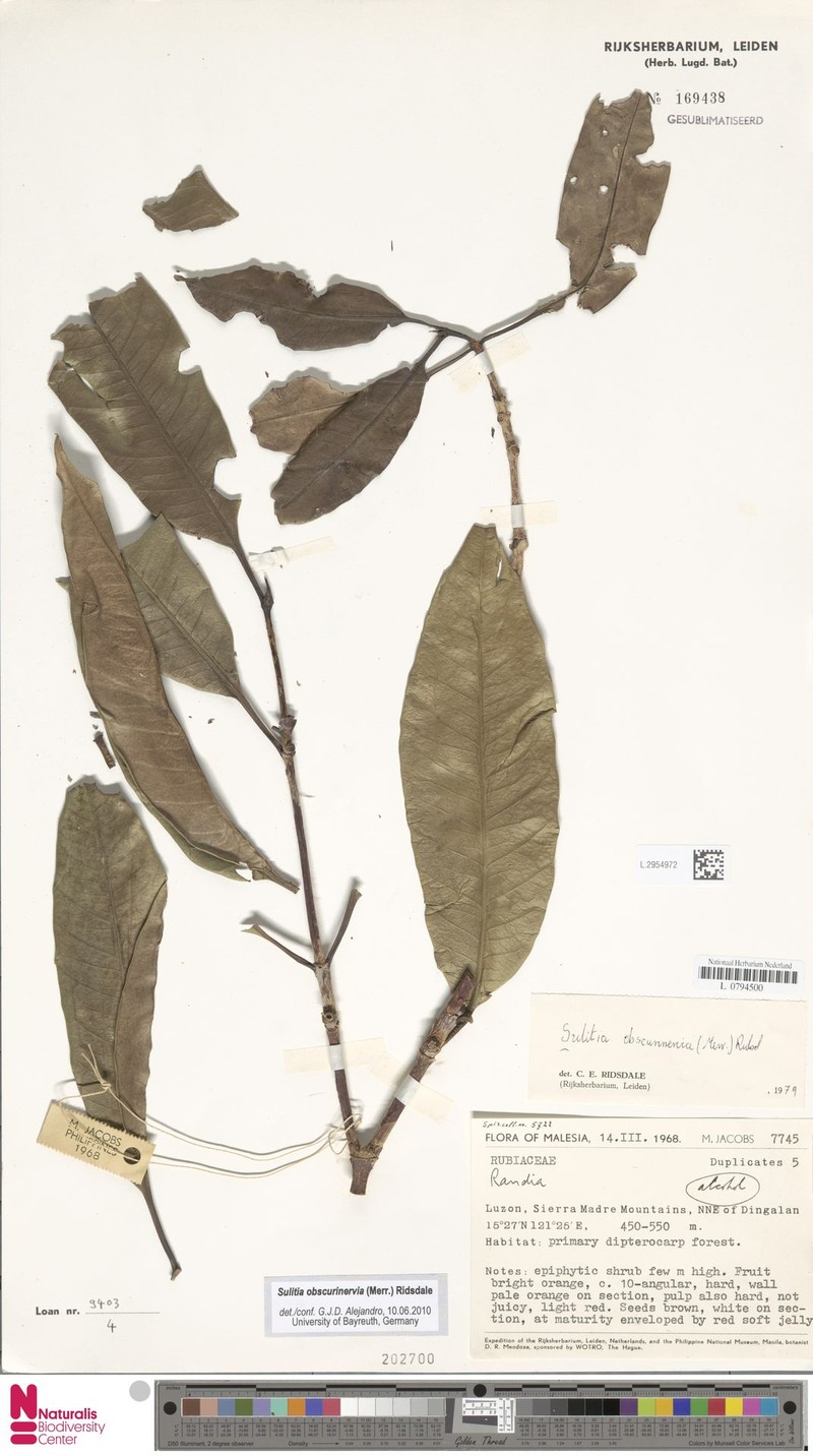 Atractocarpus obscurinervius