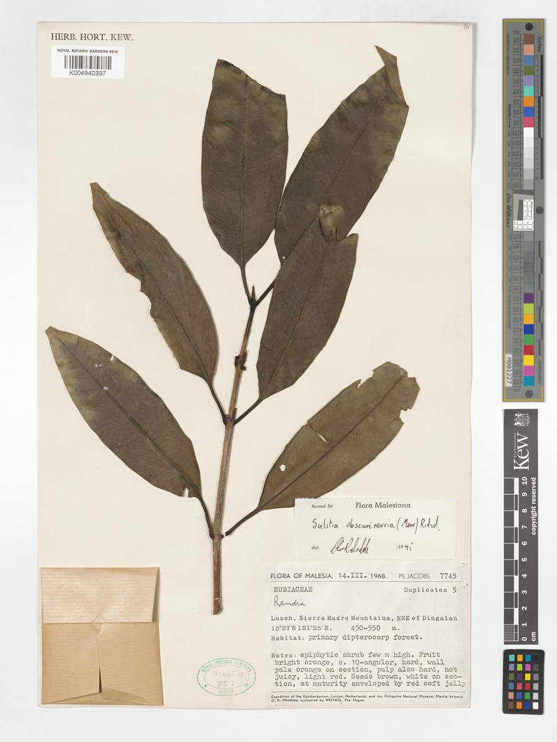 Atractocarpus obscurinervius photo 2