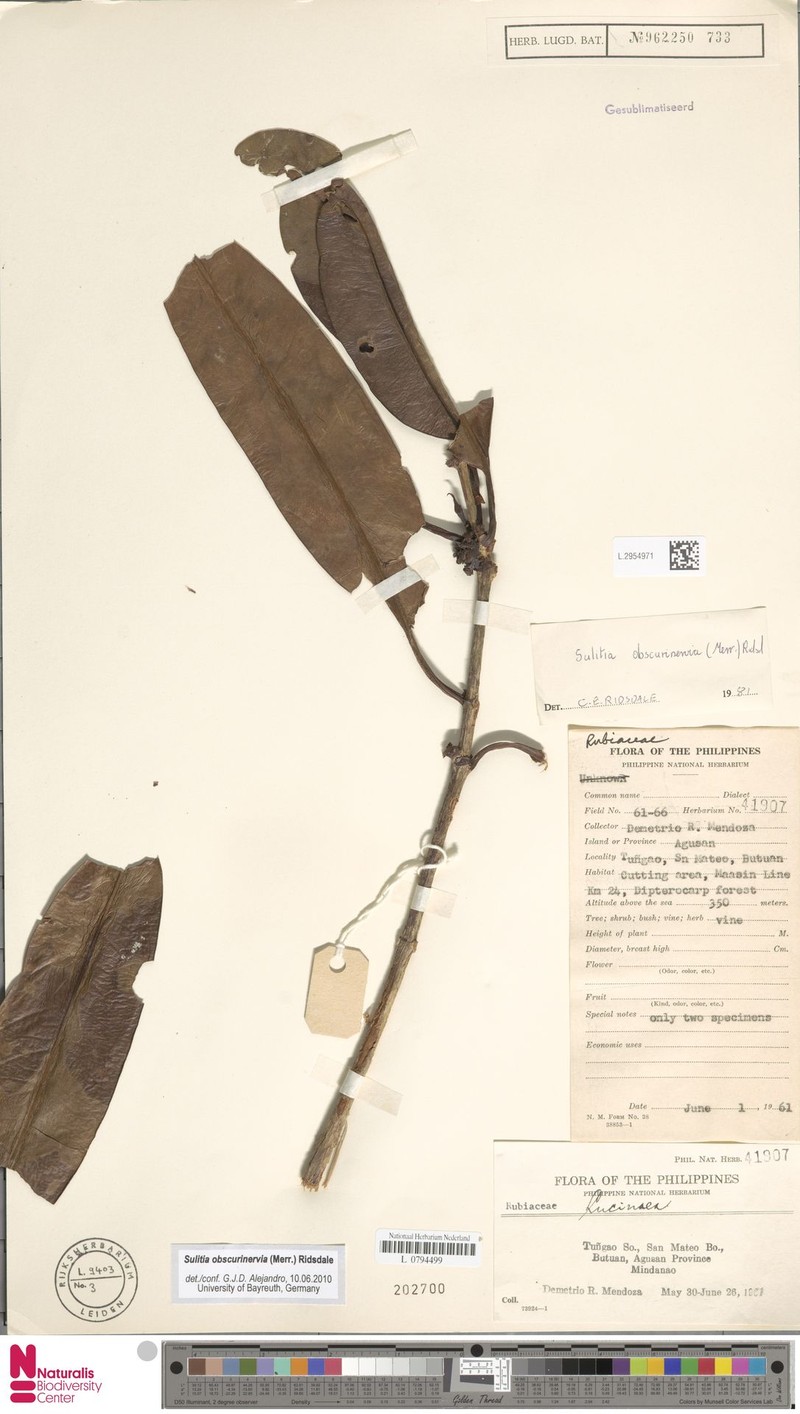 Atractocarpus obscurinervius photo 3