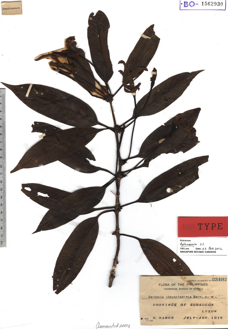 Atractocarpus obscurinervius photo 4