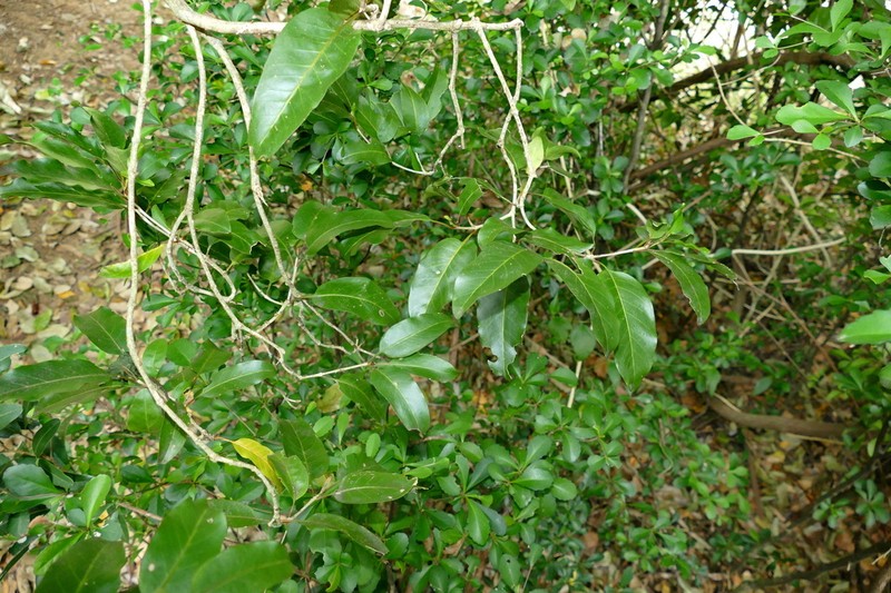 Atractocarpus pancherianus photo 3