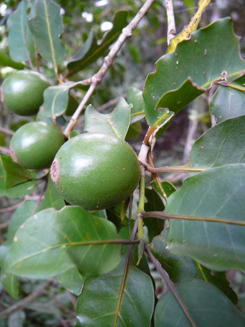 Atractocarpus pancherianus photo 4