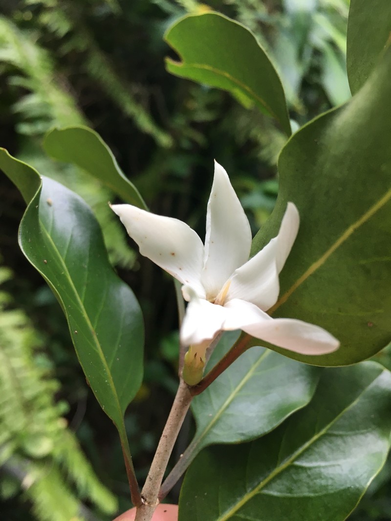 Atractocarpus pancherianus photo 5
