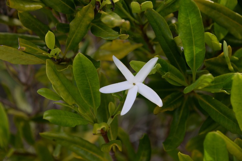 Atractocarpus platixylon