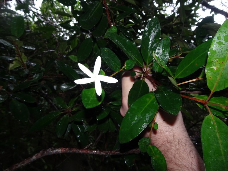 Atractocarpus platixylon photo 2