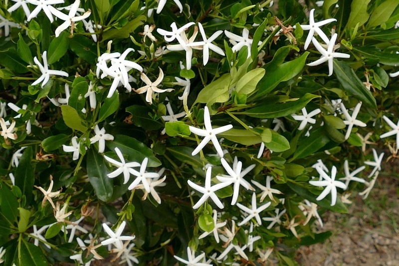 Atractocarpus platixylon photo 3