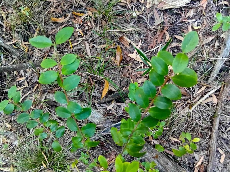 Atractocarpus platixylon photo 4