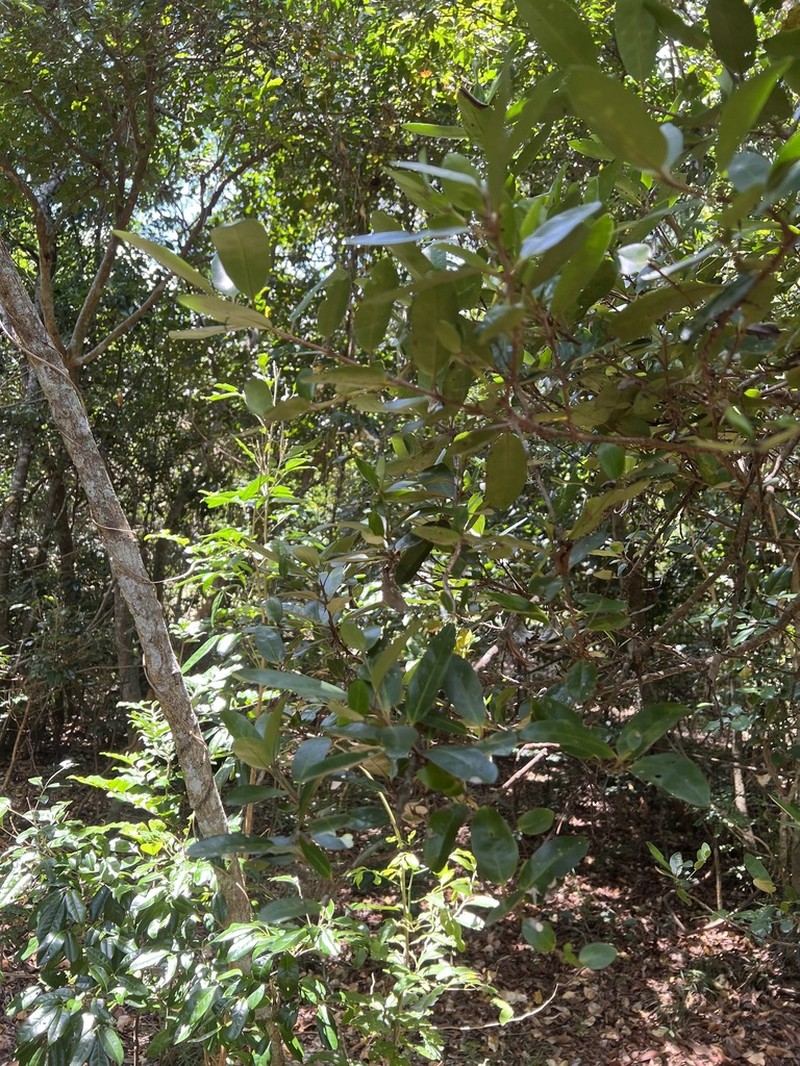 Atractocarpus platixylon photo 5