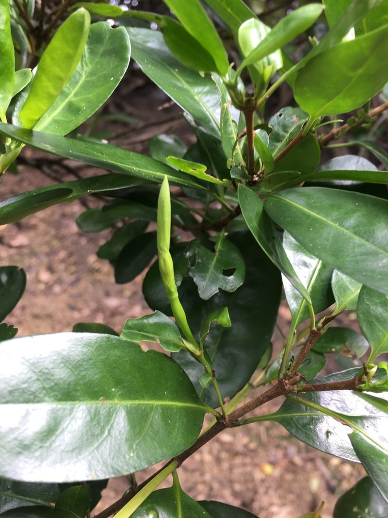 Atractocarpus platixylon photo 6