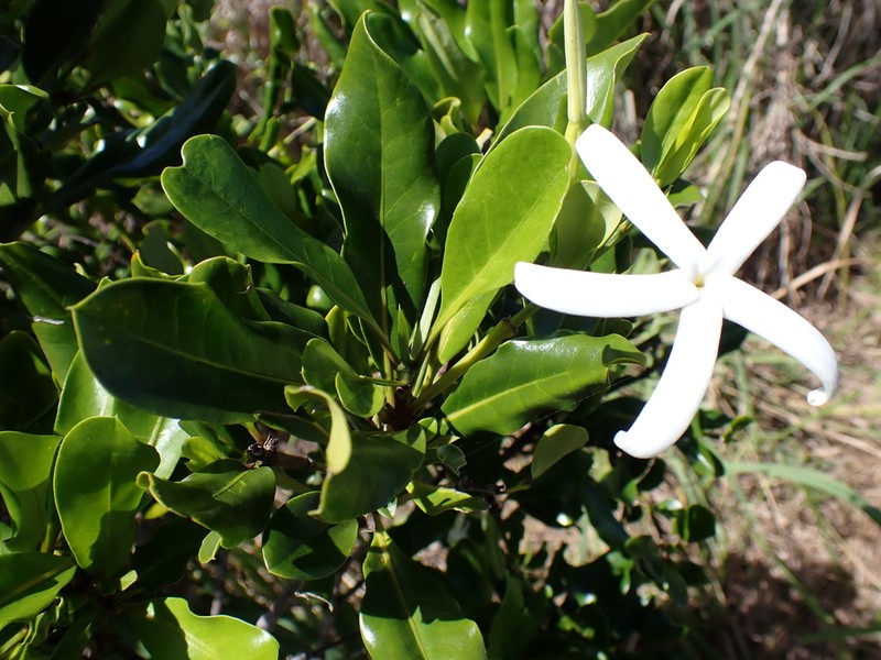 Atractocarpus platixylon photo 7