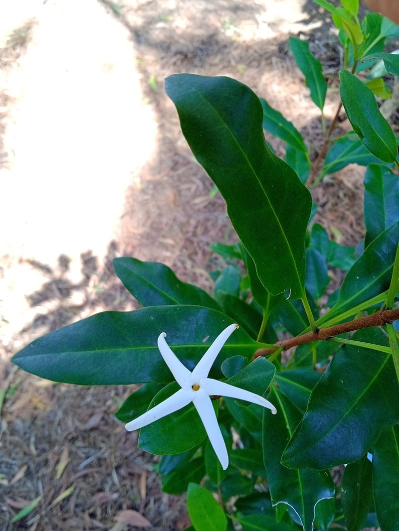 Atractocarpus platixylon photo 8