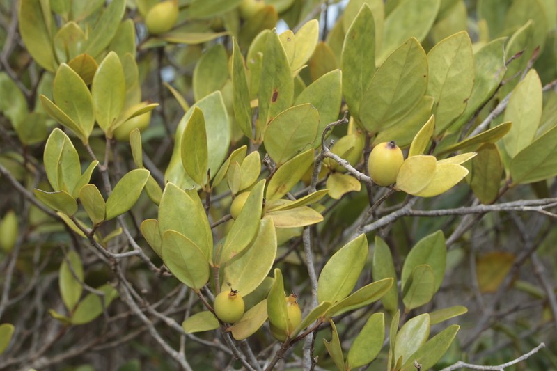 Atractocarpus pseudoterminalis