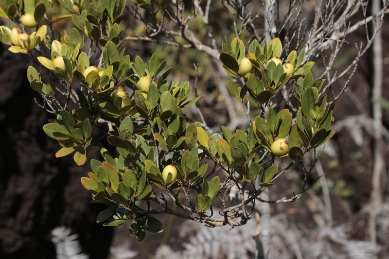Atractocarpus pseudoterminalis photo 2