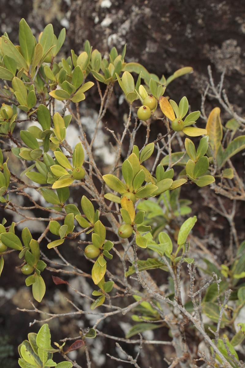 Atractocarpus pseudoterminalis photo 3
