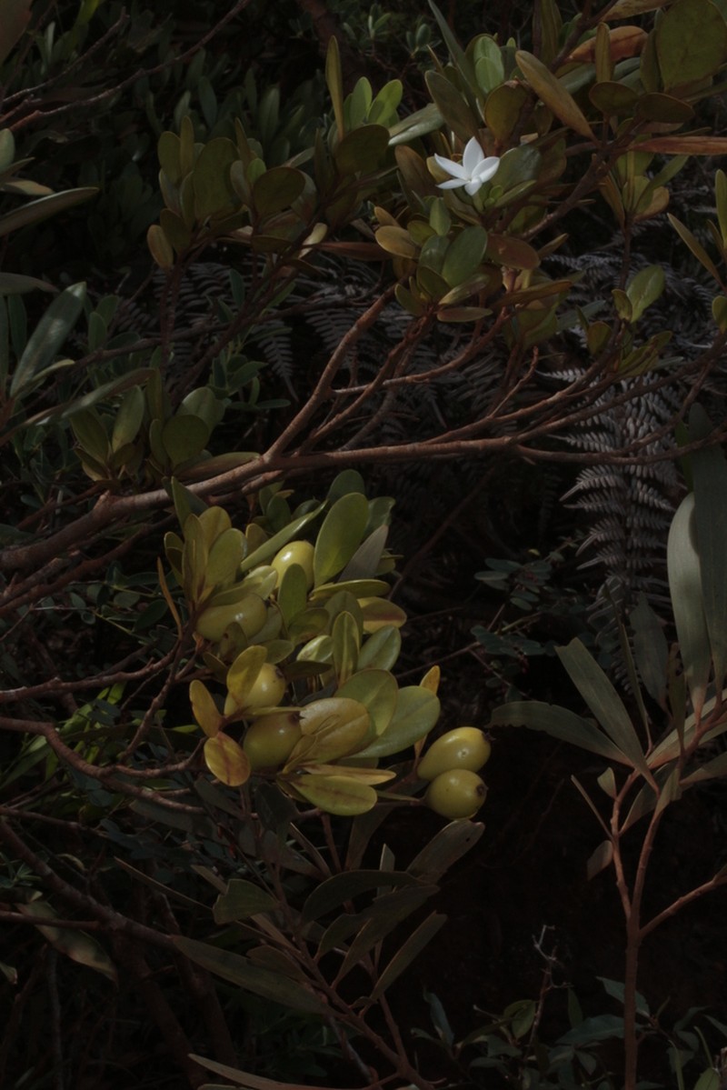 Atractocarpus pseudoterminalis photo 5