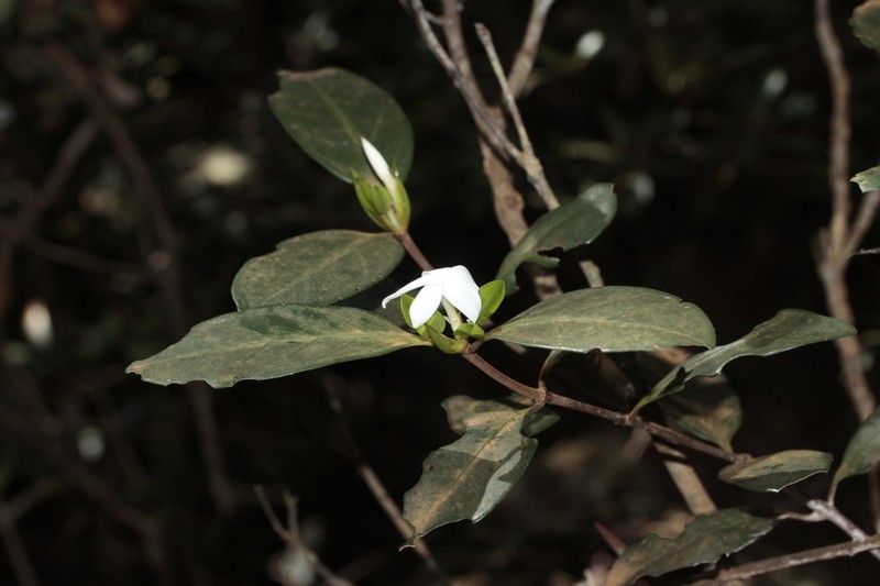 Atractocarpus pseudoterminalis photo 6