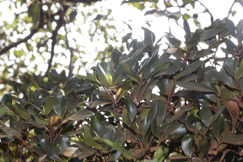 Atractocarpus pseudoterminalis photo 7