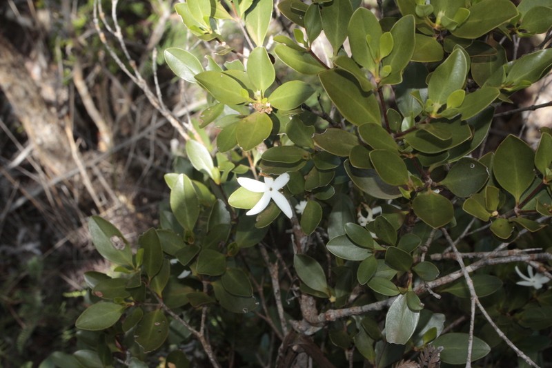 Atractocarpus pseudoterminalis photo 8