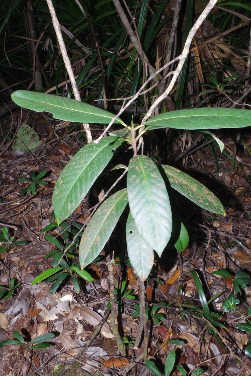 Atractocarpus pterocarpon photo 2