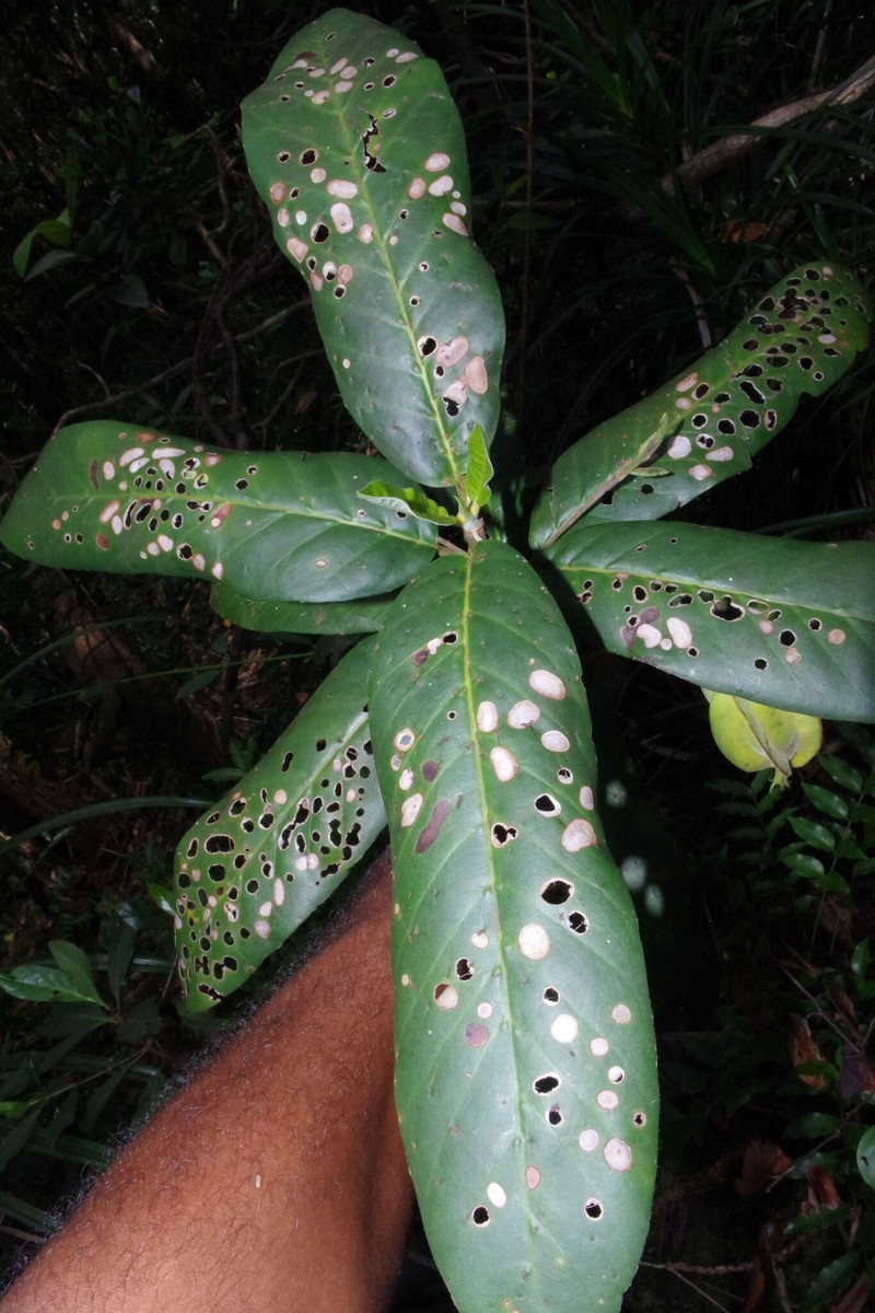 Atractocarpus pterocarpon photo 4