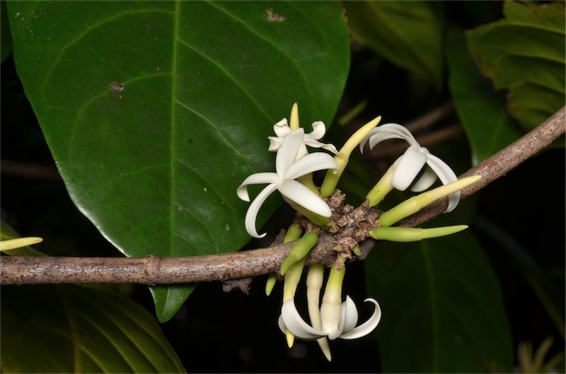 Atractocarpus sessilis