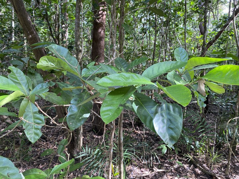 Atractocarpus sessilis photo 2