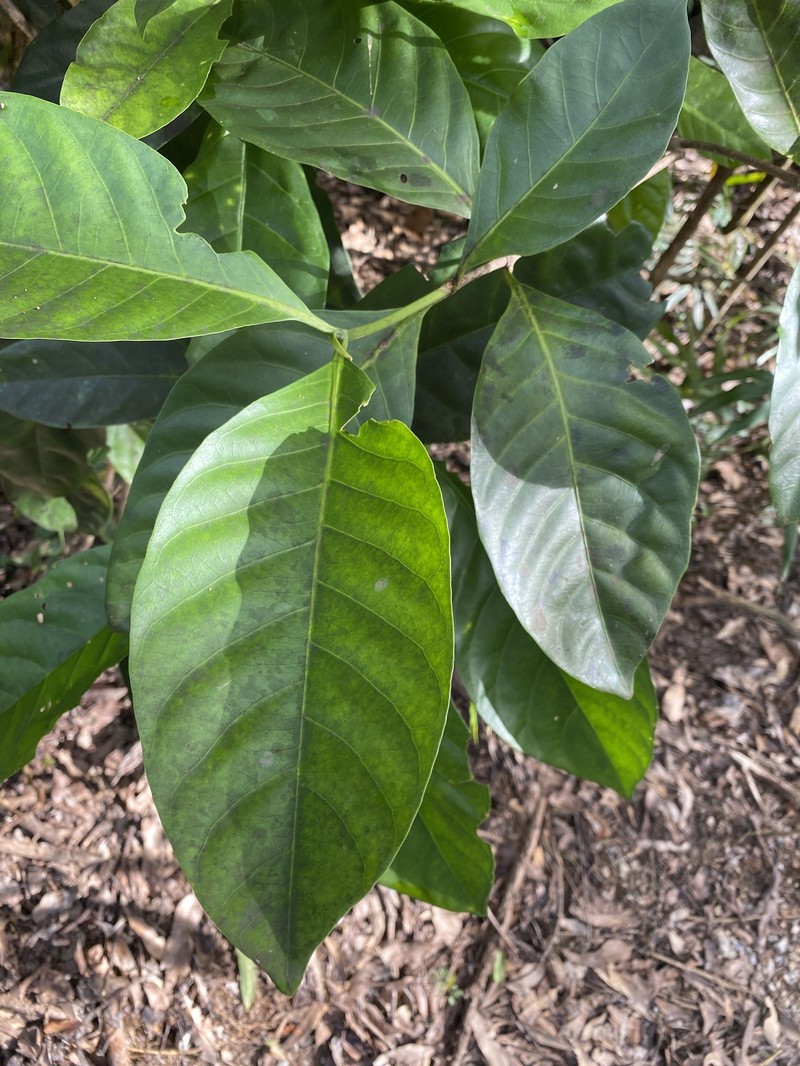 Atractocarpus sessilis photo 3