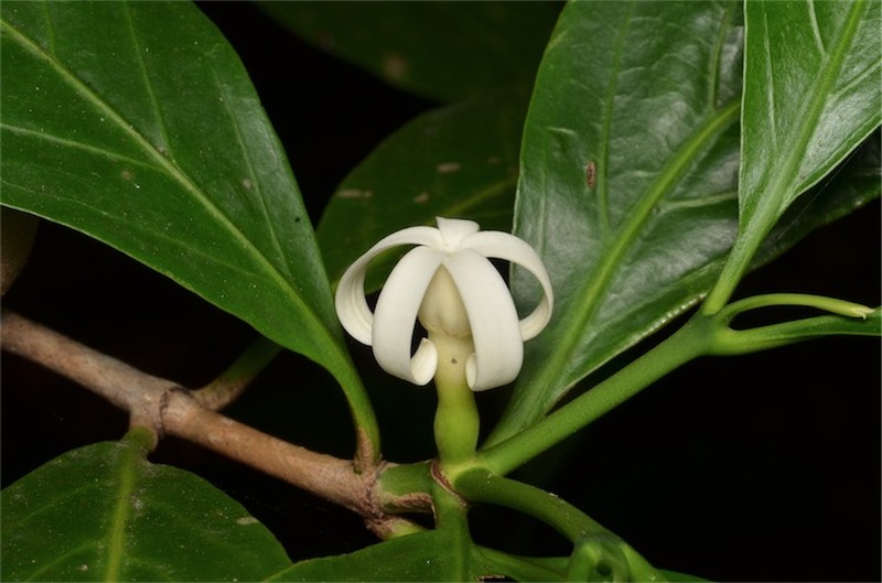 Atractocarpus sessilis photo 4