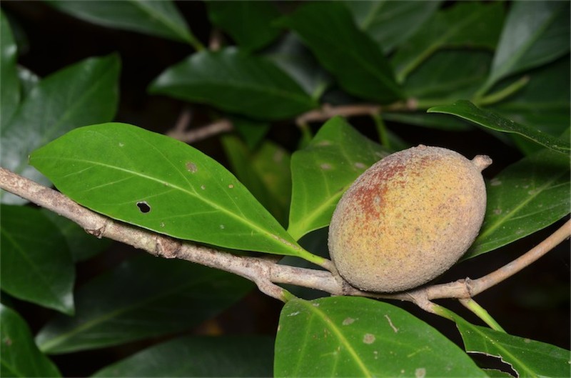 Atractocarpus sessilis photo 5