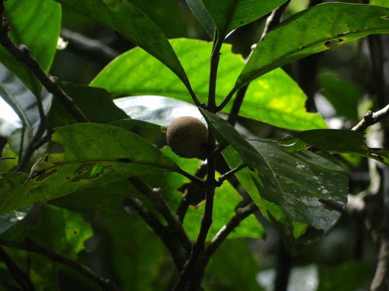 Atractocarpus sessilis photo 6