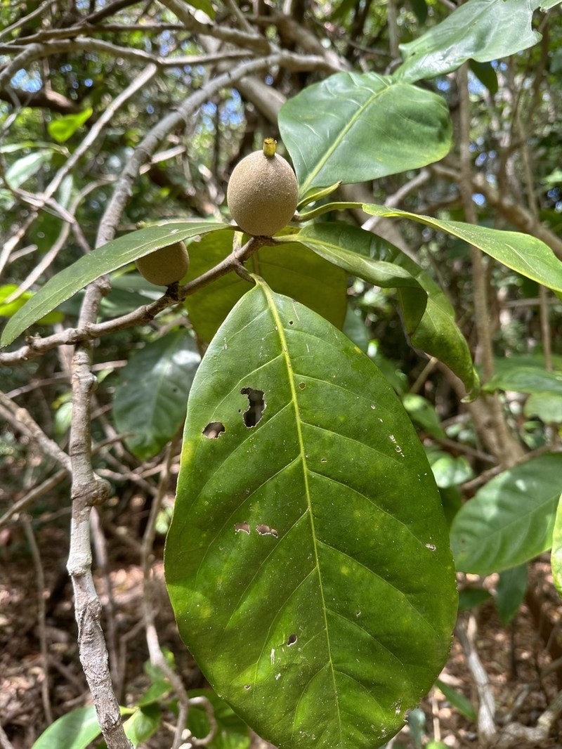 Atractocarpus sessilis photo 7