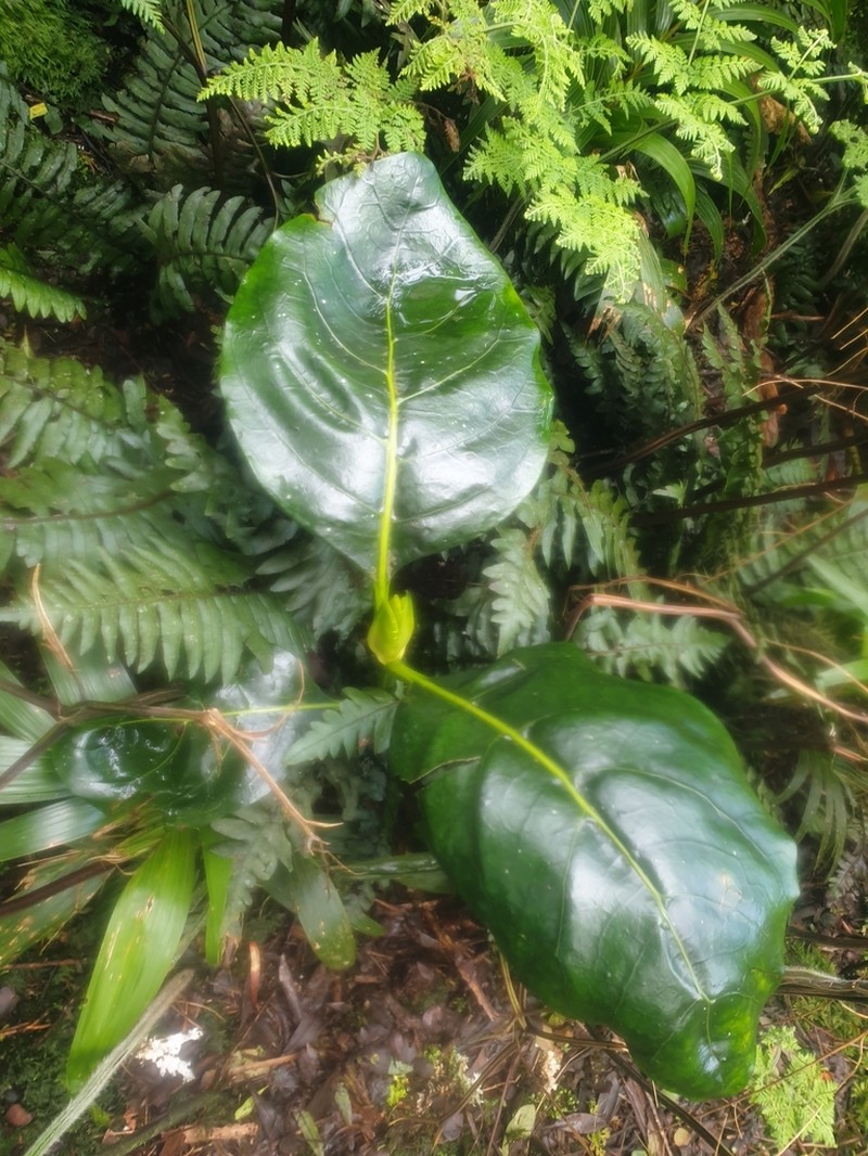 Atractocarpus stipularis