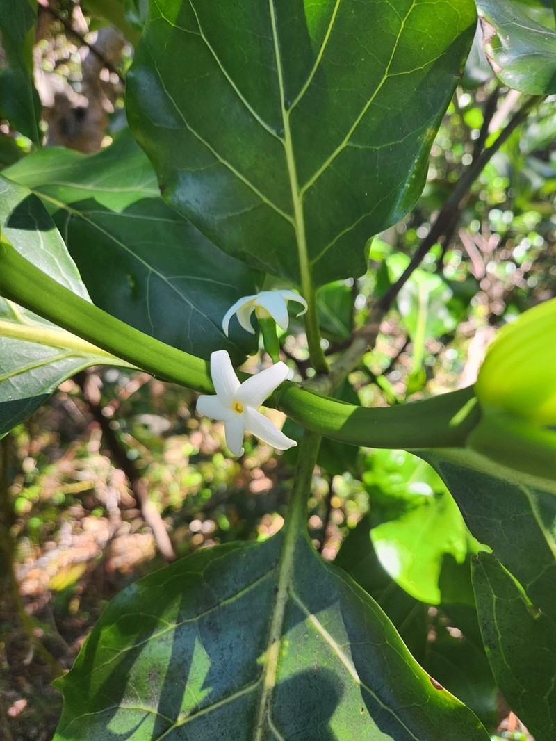Atractocarpus stipularis photo 2