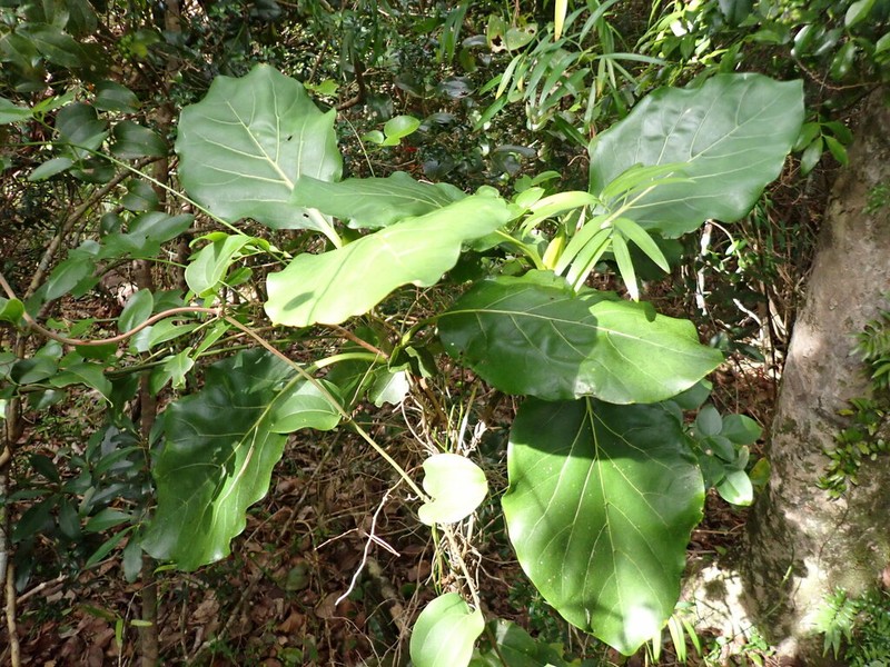 Atractocarpus stipularis photo 3