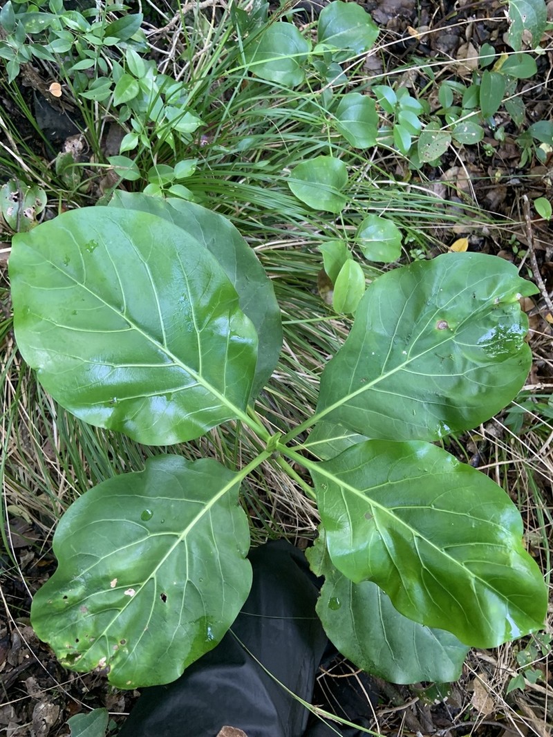 Atractocarpus stipularis photo 4
