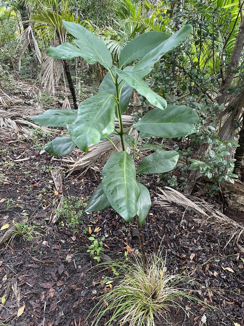 Atractocarpus stipularis photo 5