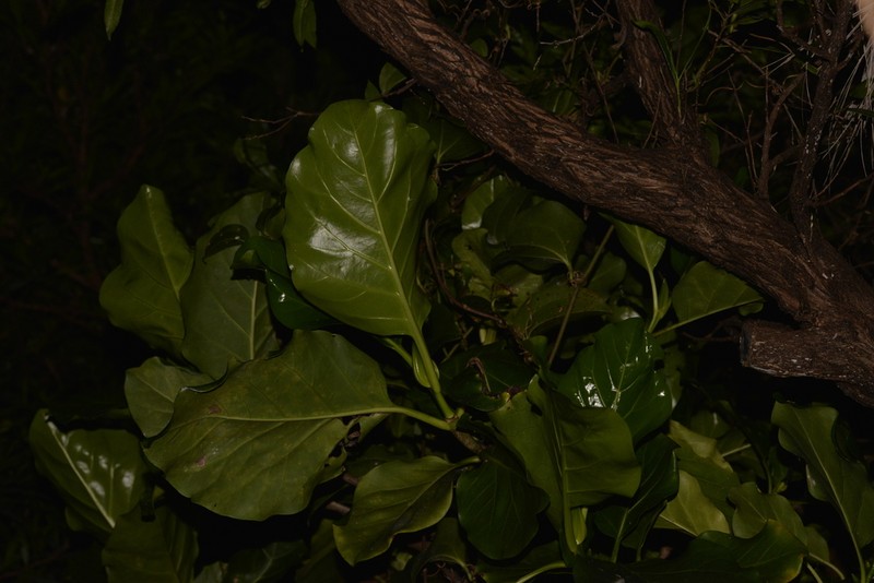 Atractocarpus stipularis photo 6