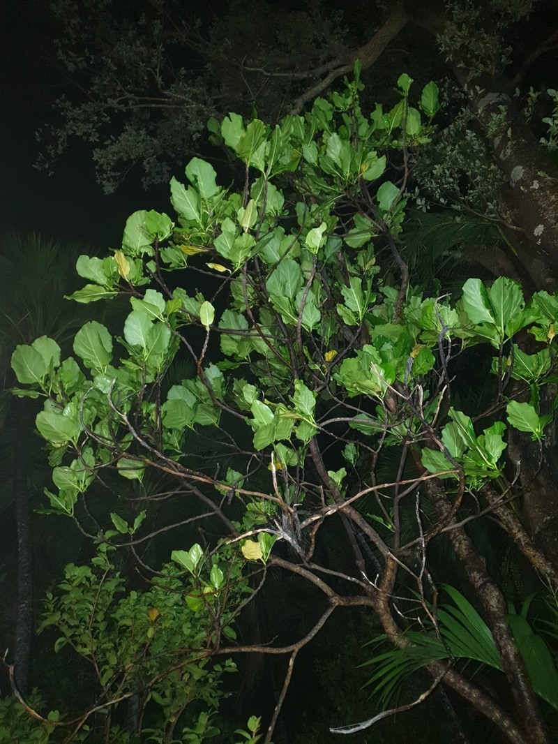 Atractocarpus stipularis photo 7