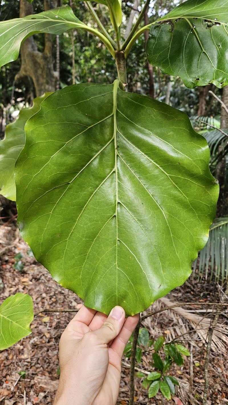 Atractocarpus stipularis photo 8