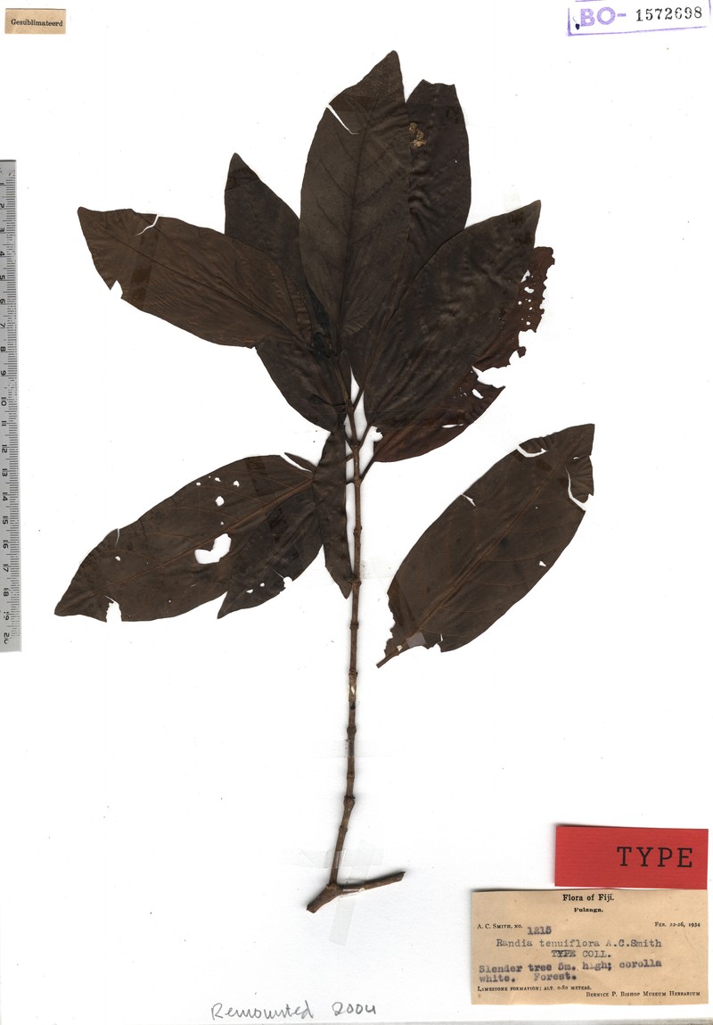 Atractocarpus tenuiflorus