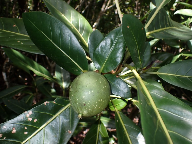 Atractocarpus vaginatus