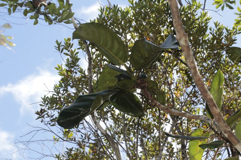 Atractocarpus vaginatus photo 2