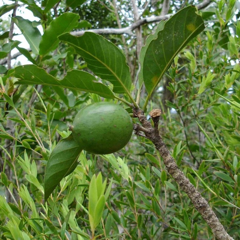 Atractocarpus vaginatus photo 4