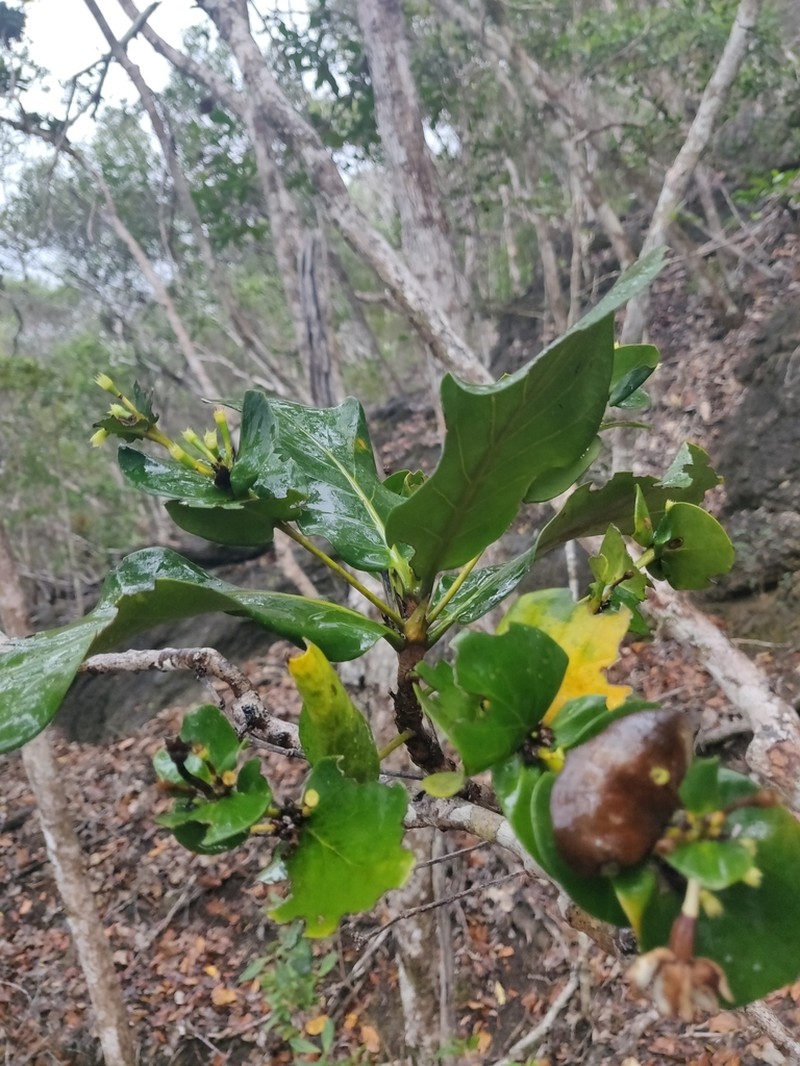 Atractocarpus vaginatus photo 5